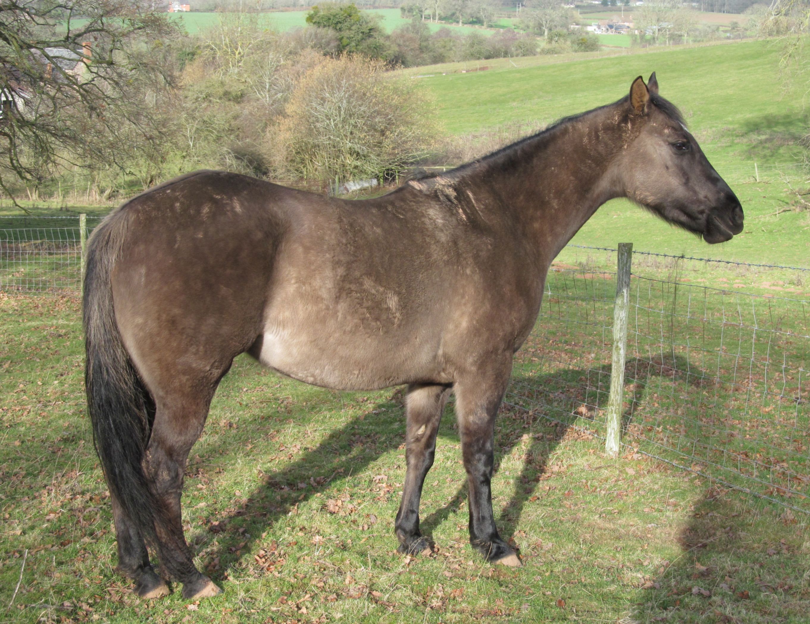 Quarter Horse filly, Wilden Blues Classic